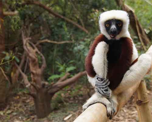 Madagascar wildlife